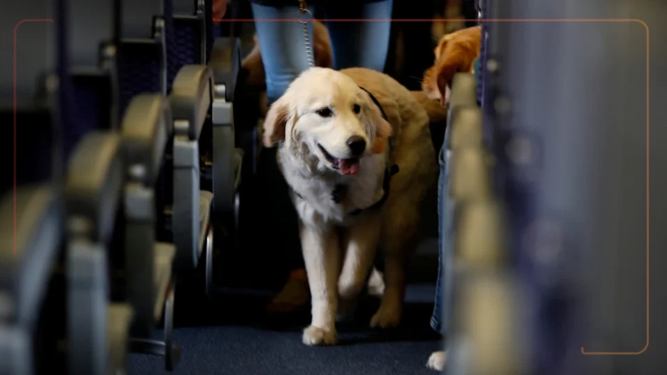 Unexpected Delta Flight Dog Diversion MSP Know the Reason Here